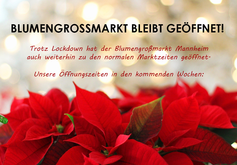 Weihnachts-Gewinnspiel