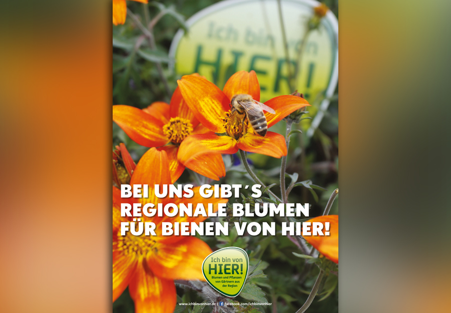 Neues Bienenplakat im Marktbüro